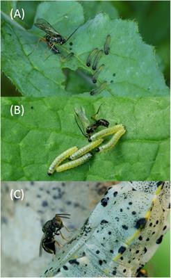 Floral Odors Can Interfere With the Foraging Behavior of Parasitoids Searching for Hosts